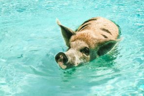 Swimming With Pigs in an uninhabited Bahamian Island